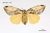 藏品(細紋黃毒蛾)的圖片